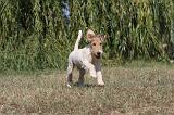 FOX TERRIER 079